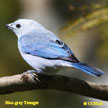 Blue-gray Tanager range map