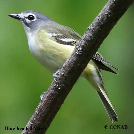 Blue-headed Vireo