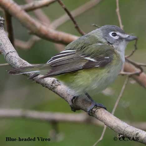 Blue-headed Vireo