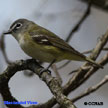 Blue-headed Vireo songs and calls