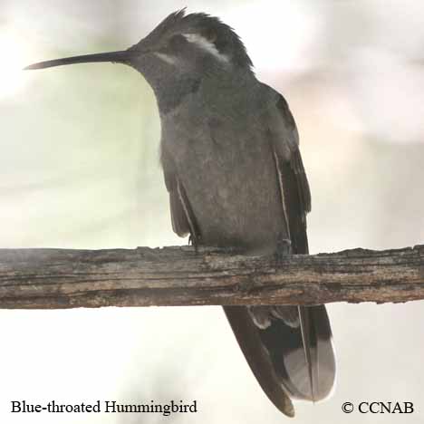 Birds of North America