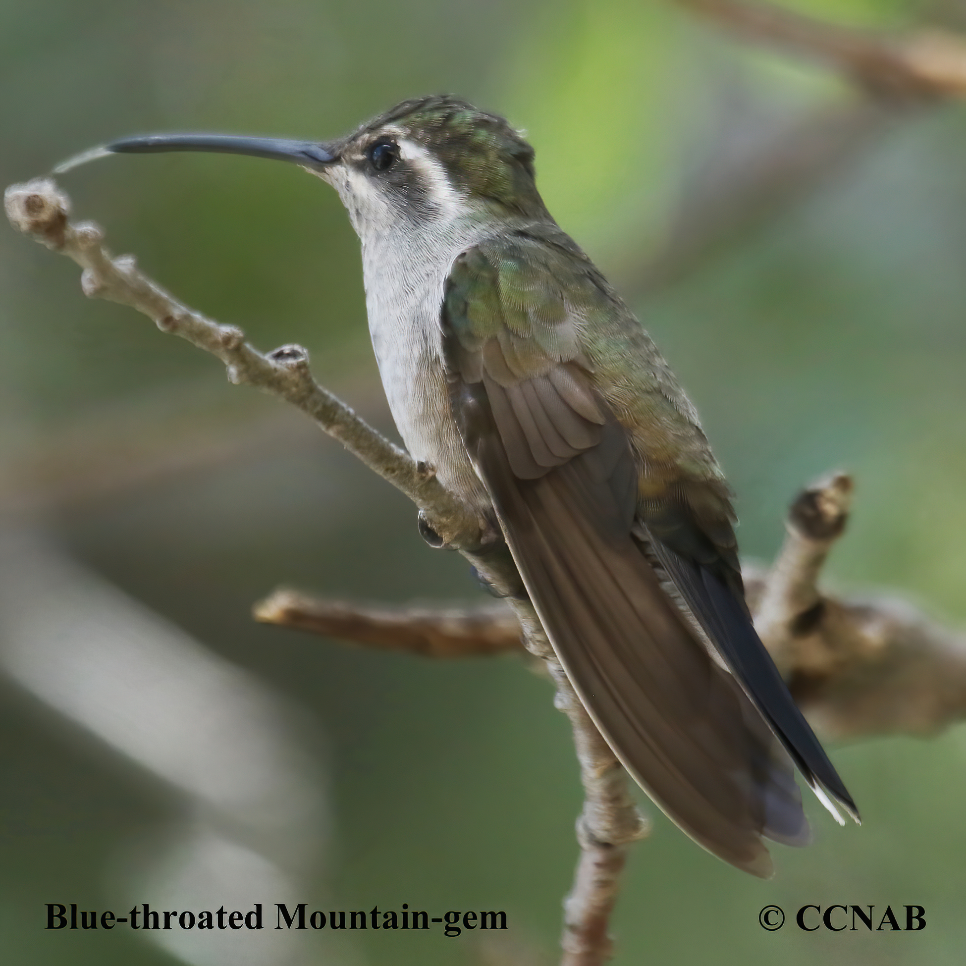 Blue-throated Mountain-gem