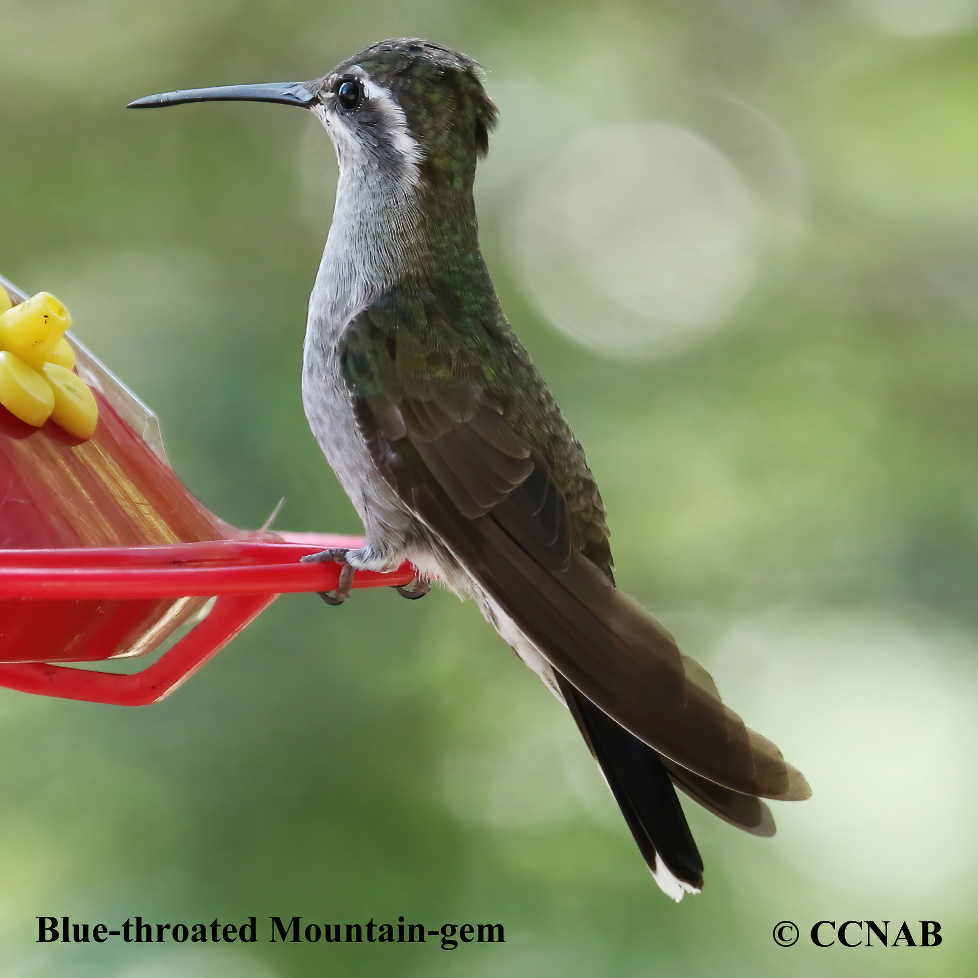 Blue-throated Mountain-gem