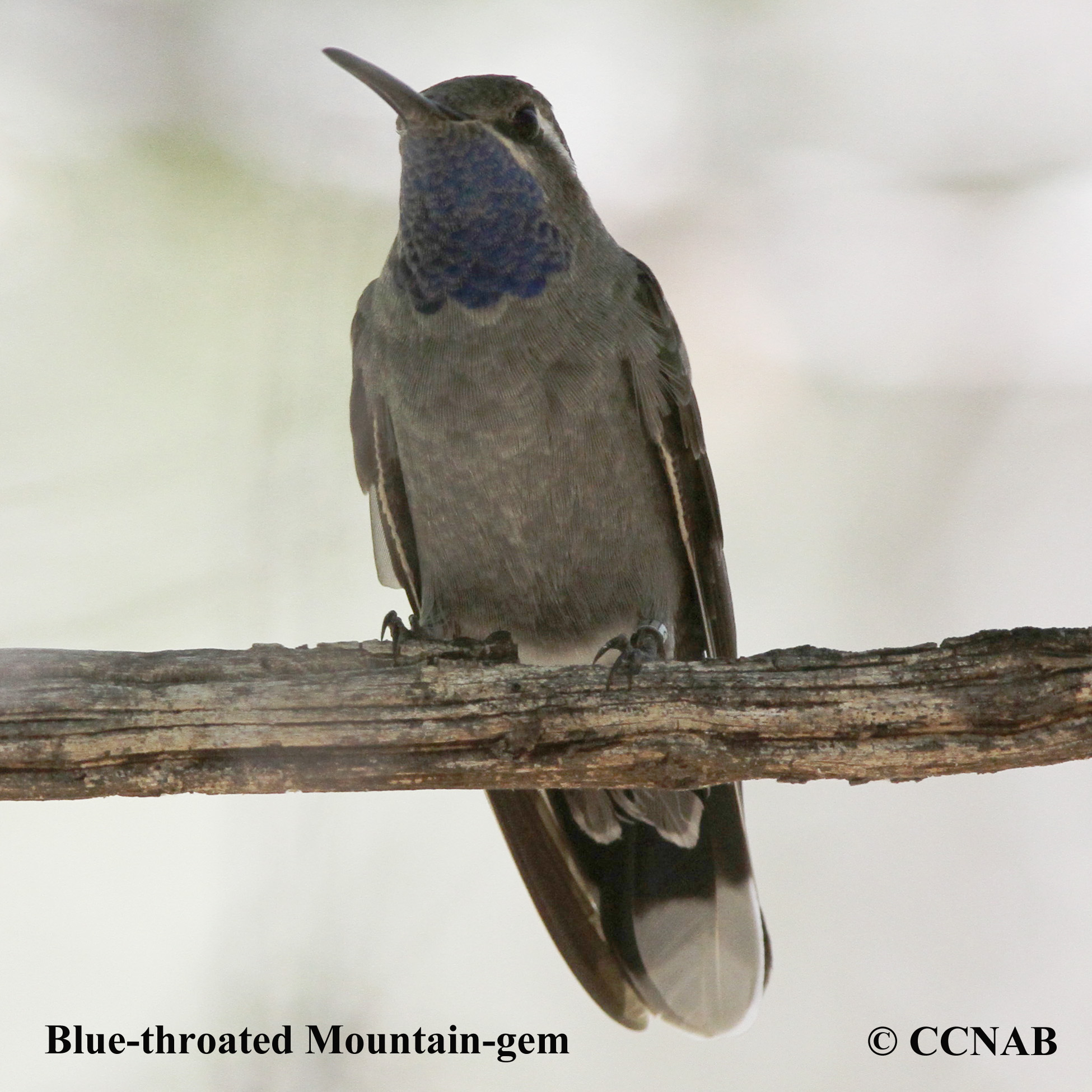 Blue-throated Mountain-gem