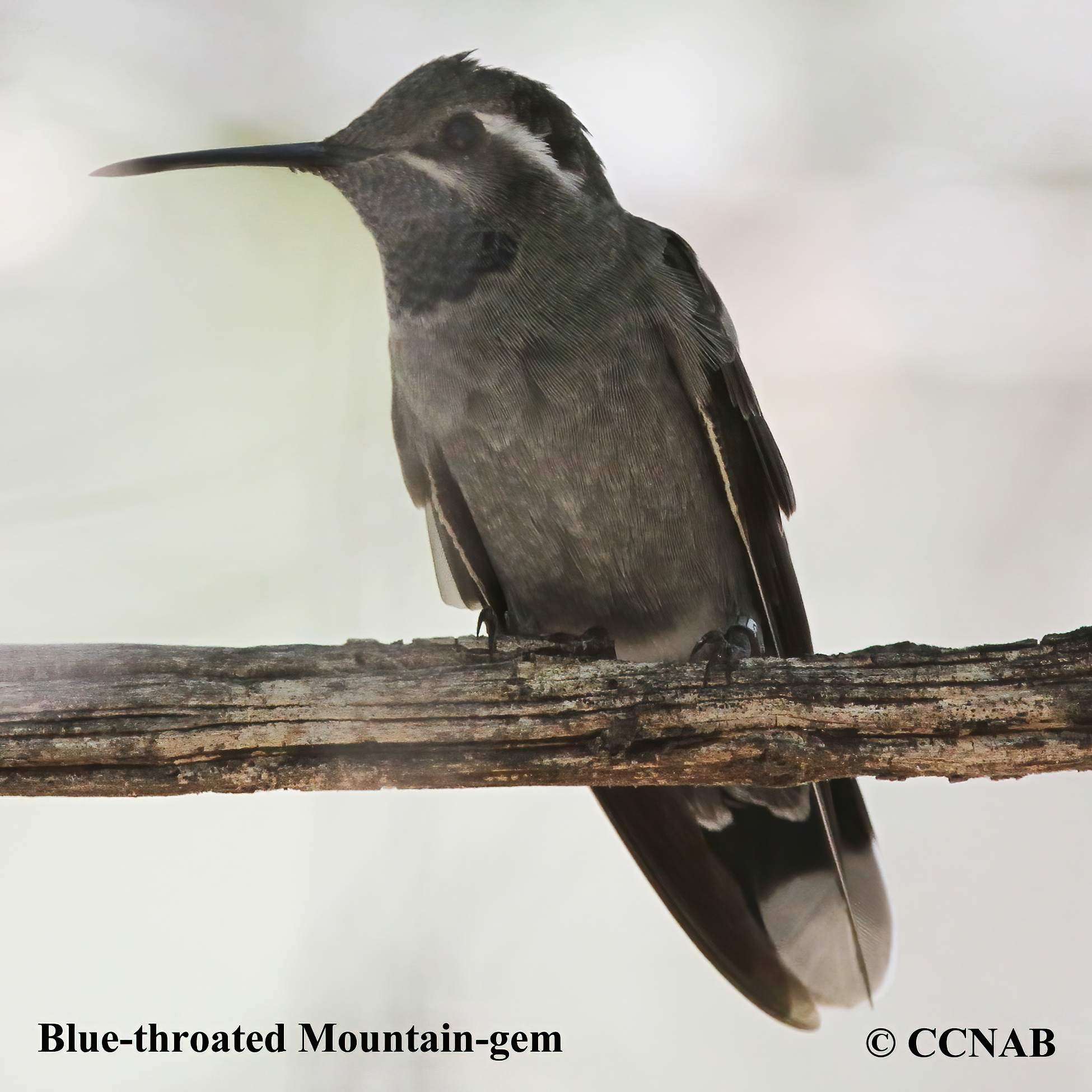 Blue-throated Mountain-gem