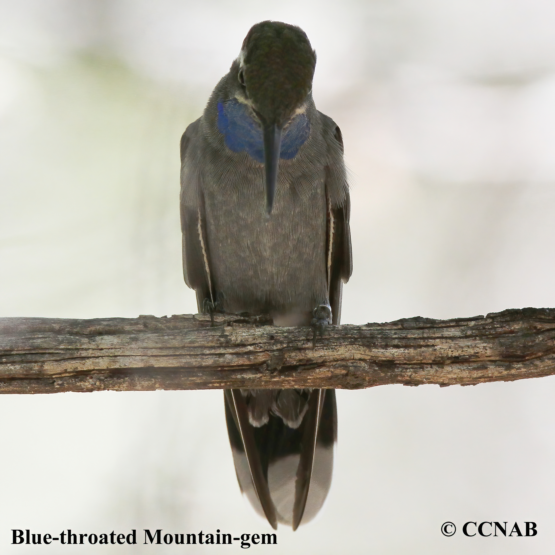 Birds of North America