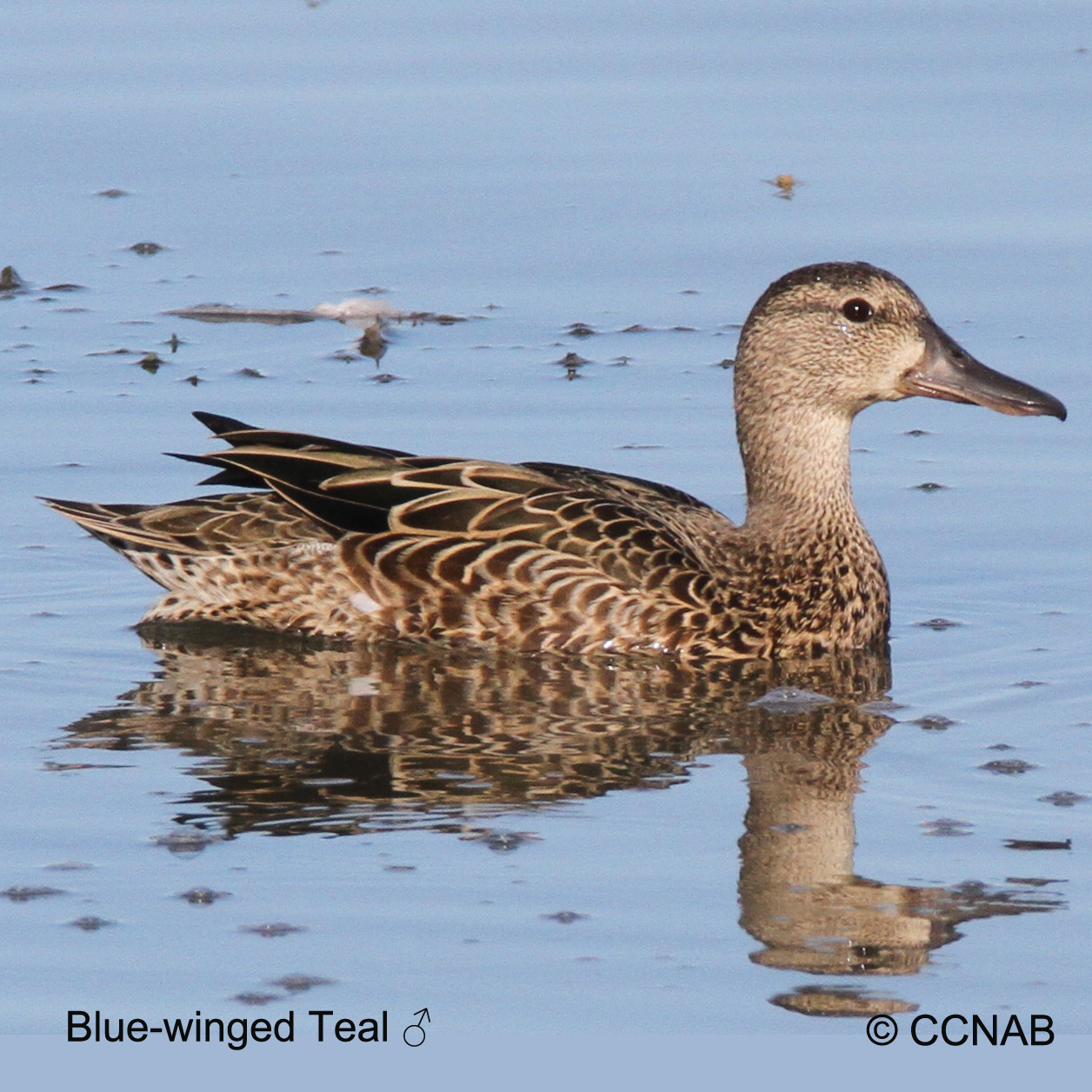 Blue-winged Teal