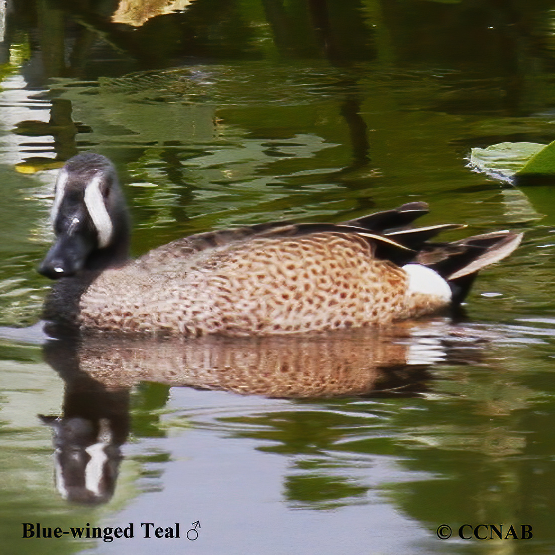 Blue-winged Teal