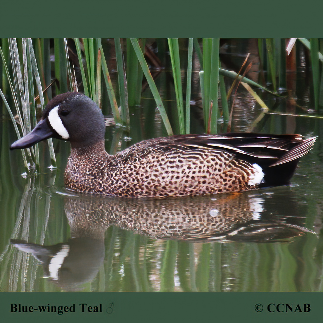 Birds of North America