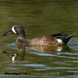 Blue-winged Teal range map