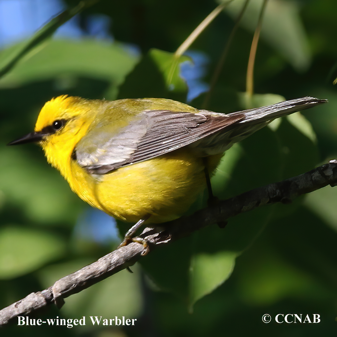 Blue-winged Warbler