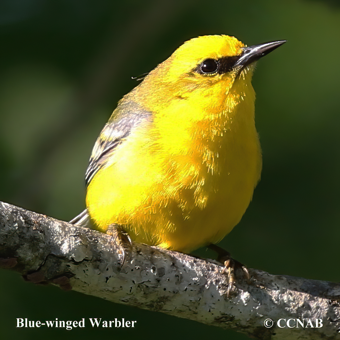 Blue-winged Warbler