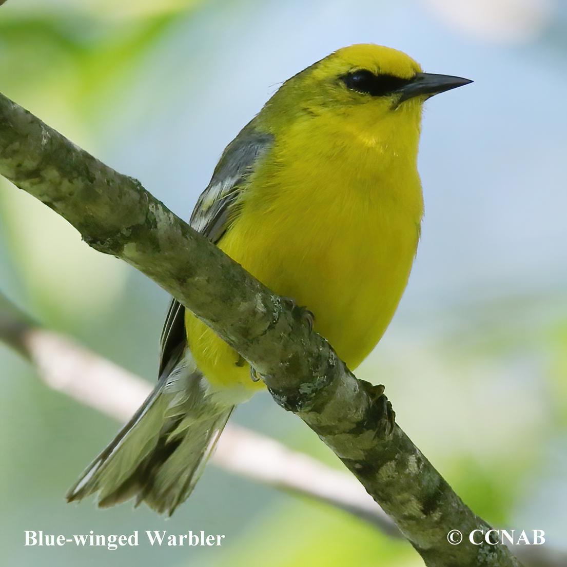 Blue-winged Warbler