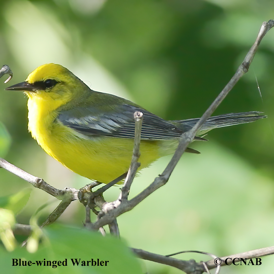 Blue-winged Warbler