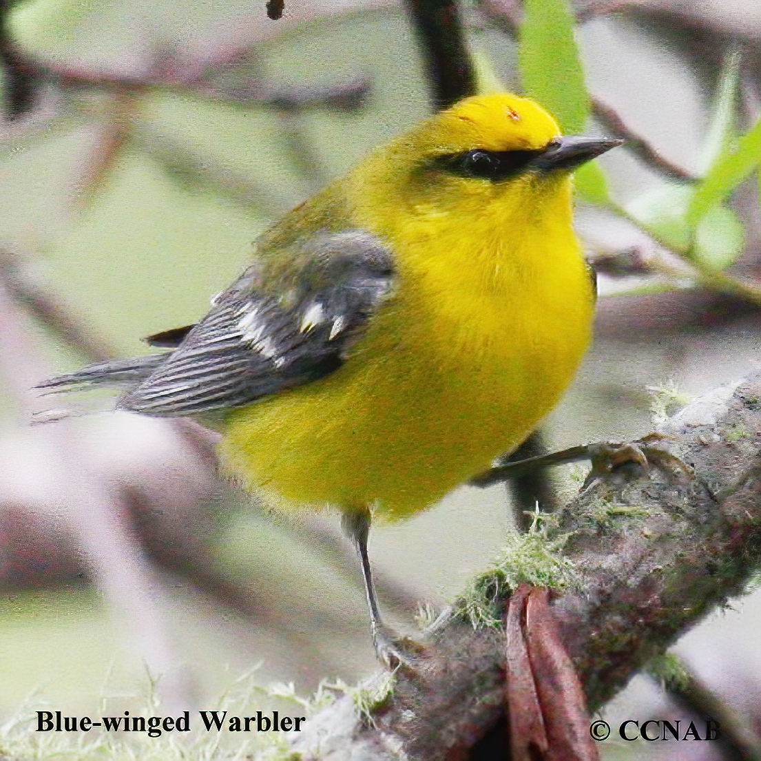 Blue-winged Warbler