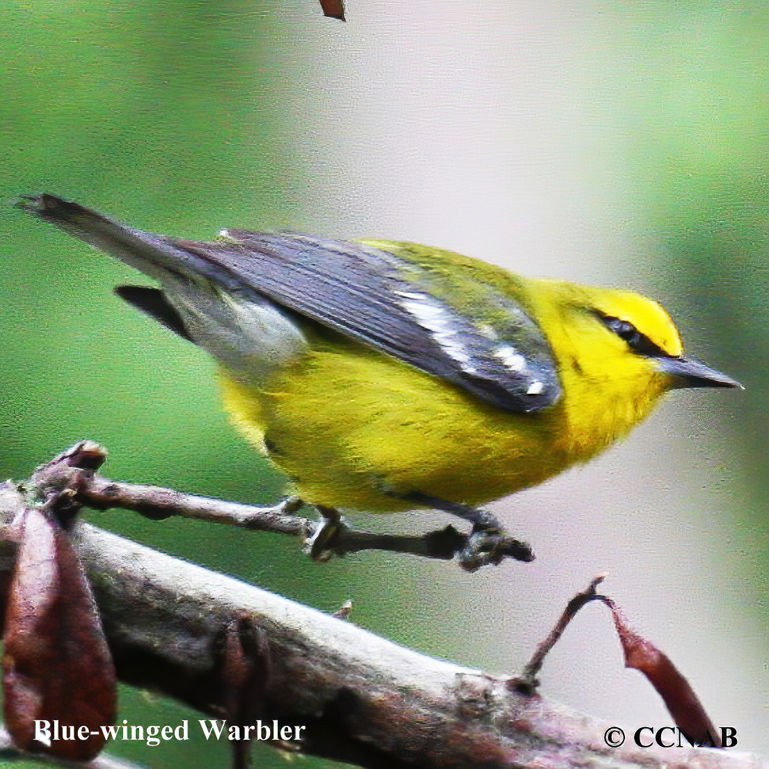 Birds of North America