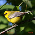 Blue-winged Warbler range map