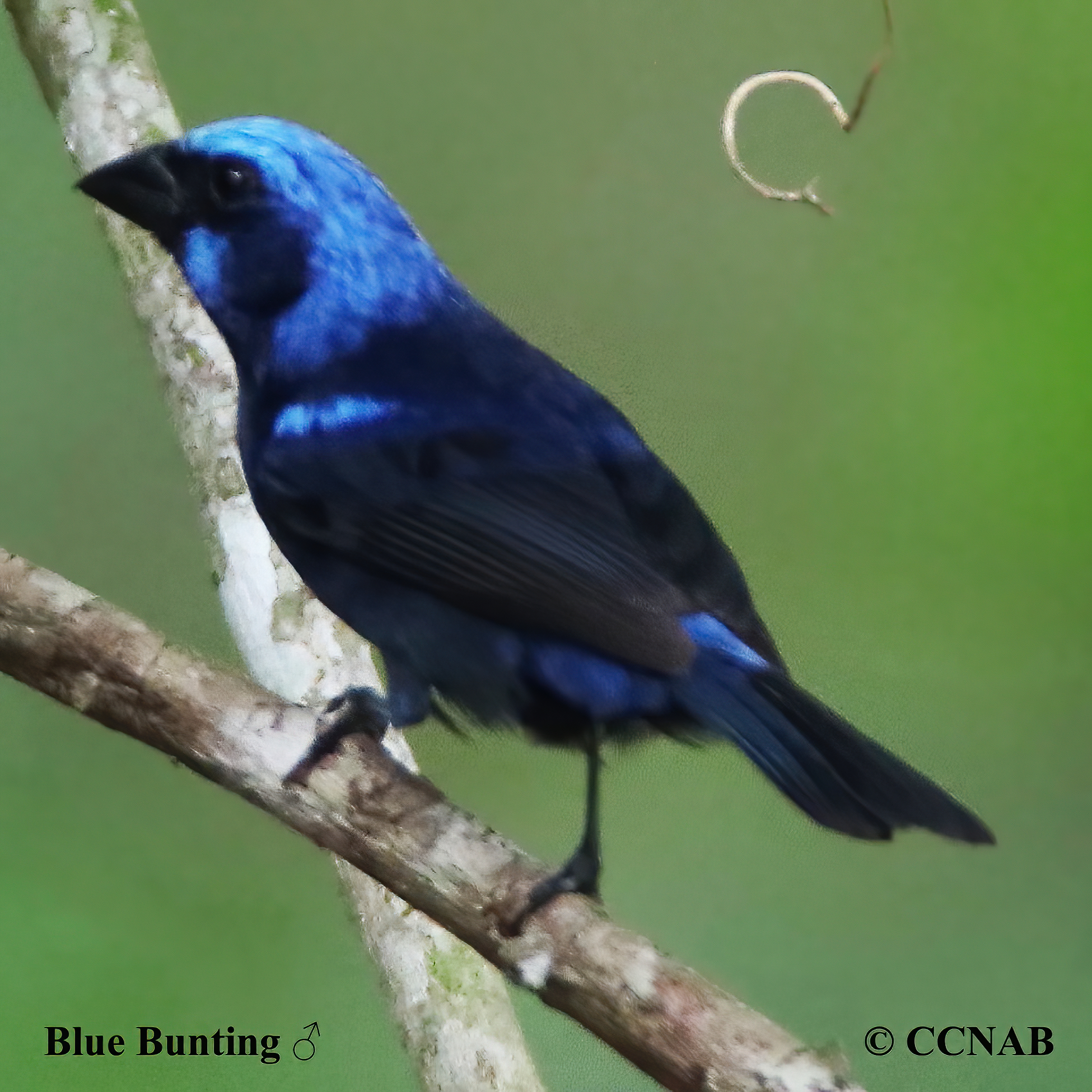 Blue Bunting