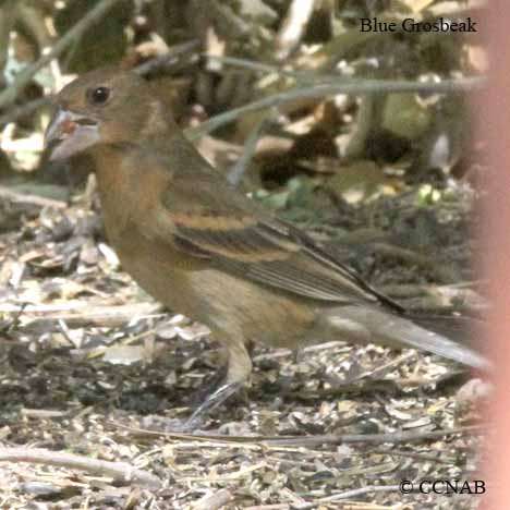 Blue Grosbeak