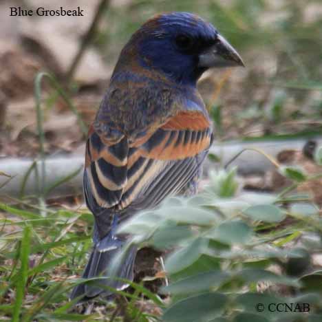 Blue Grosbeak