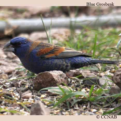 Blue Grosbeak