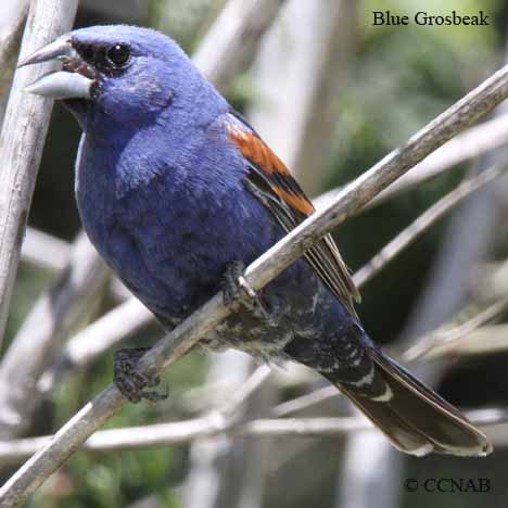 Birds of North America