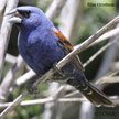 Blue Grosbeak range map