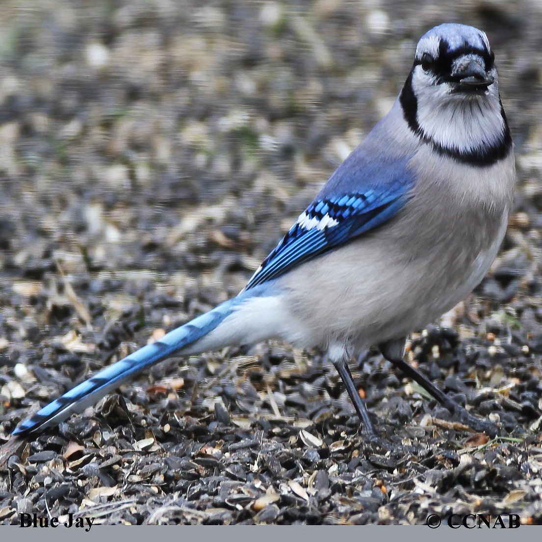 Blue Jay