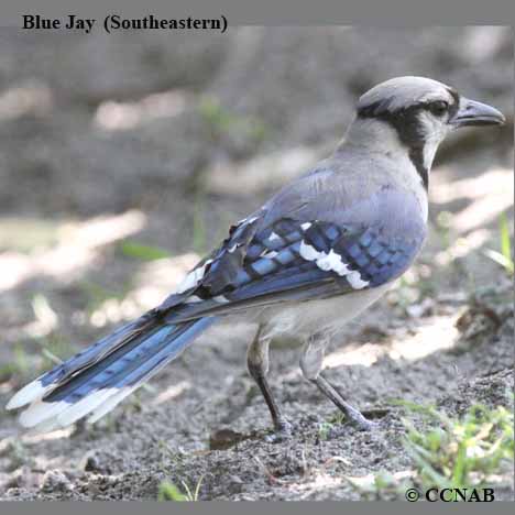 Birds of North America