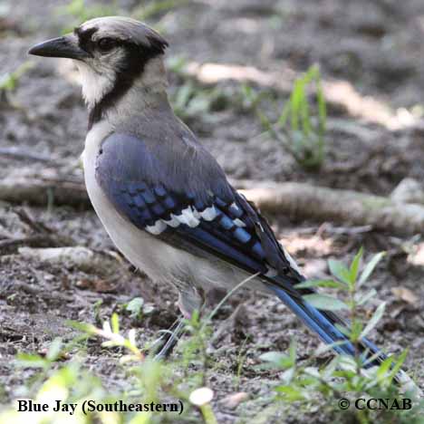 Blue Jay  Audubon Field Guide