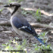 Blue Jay Southeastern range map