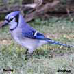 Blue Jay range map