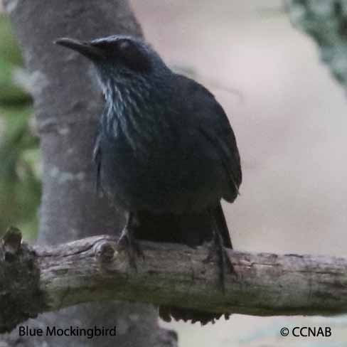 Baby Blue  The Mockingbird