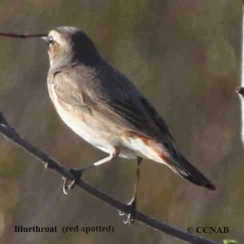 Bluethroat (red-spotted)