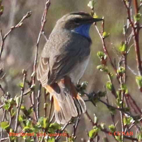 Bluethroat (red-spotted)