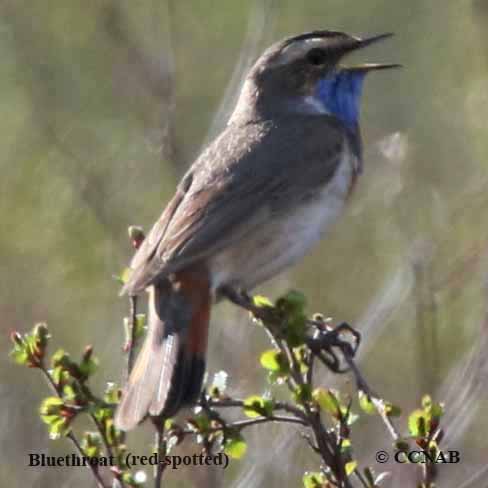 Bluethroat (red-spotted)