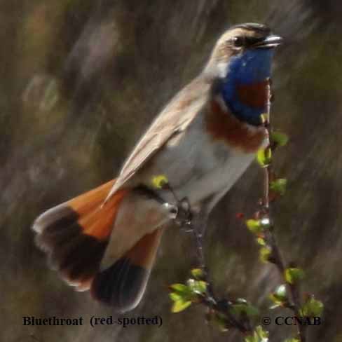 Bluethroat (red-spotted)