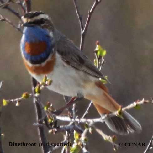 Birds of North America