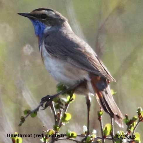 Bluethroat (red-spotted)