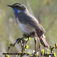 Bluethroat red-spotted range map