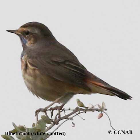 Bluethroat (white-spotted)