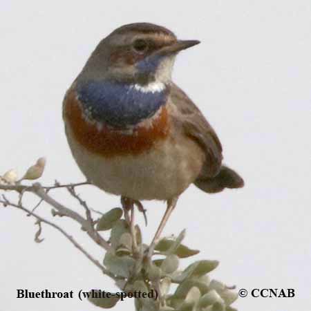 Bluethroat (white-spotted)