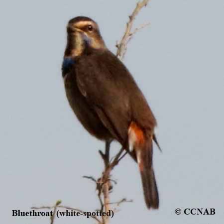 Bluethroat (white-spotted)