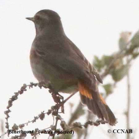 Bluethroat (white-spotted)