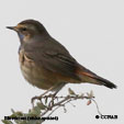 Bluethroat (white-spotted)