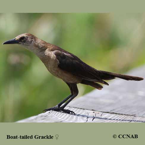 Boat-tailed Grackle