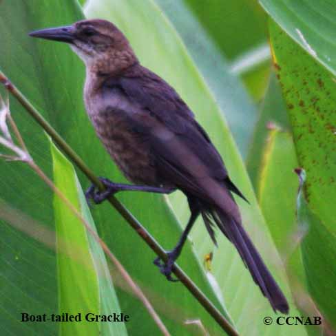 Boat-tailed Grackle