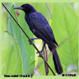 Boat-tailed Grackle