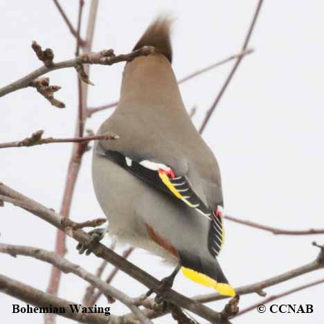 Bohemian Waxwing