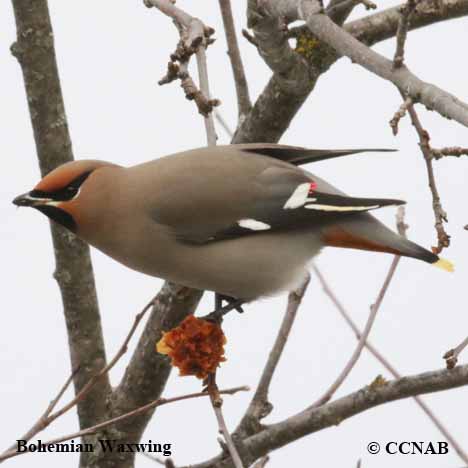 Bohemian Waxwing